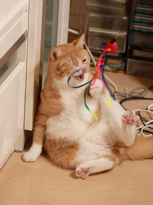 あー、もうっ! あー、もうっ!