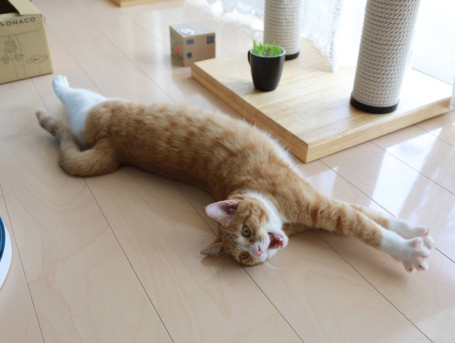 はやく伸びないかなー。 はやく伸びないかなー。