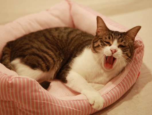 おとなりで寝てあげますよ。