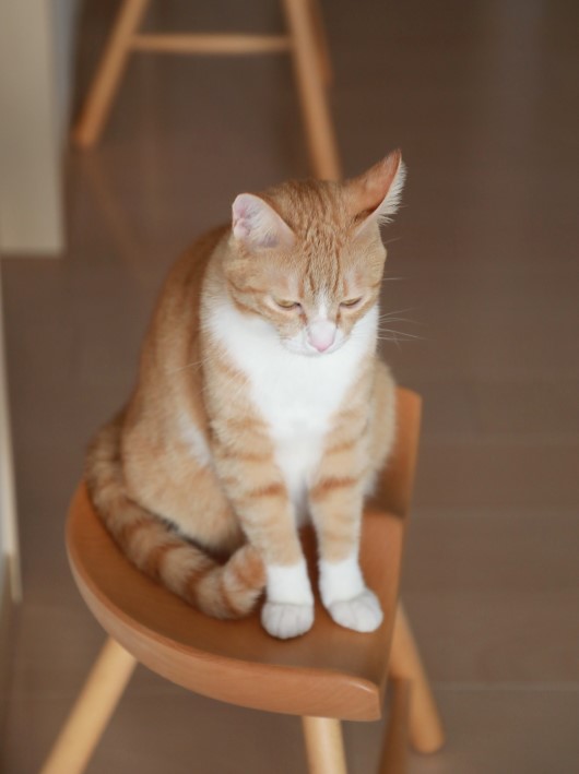 しょぼぼ～ん。