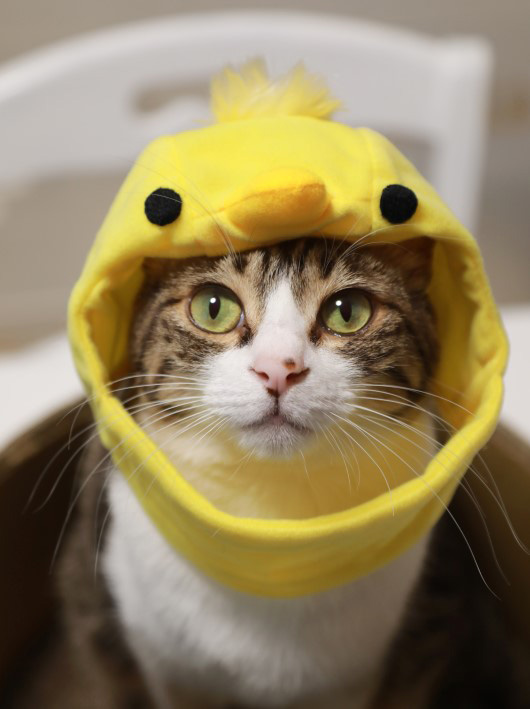 ひよこアミ。 ひよこアミ。