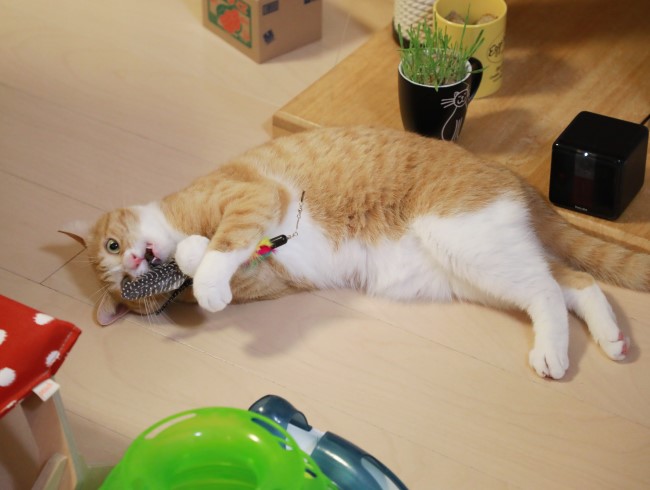 ¤à¤¡¼¤Ã¡ª ¤à¤¡¼¤Ã¡ª