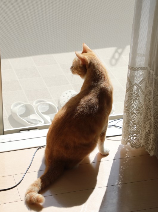 すんすんすん。 すんすんすん。