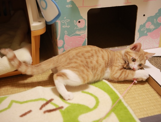 むきーっ! むきーっ!