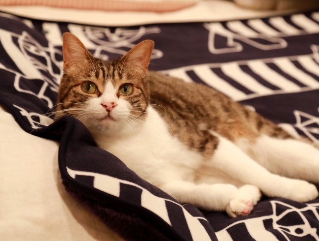 何かご用? 何かご用?