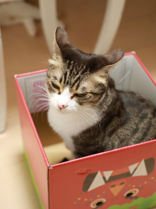 圧がすごい…。