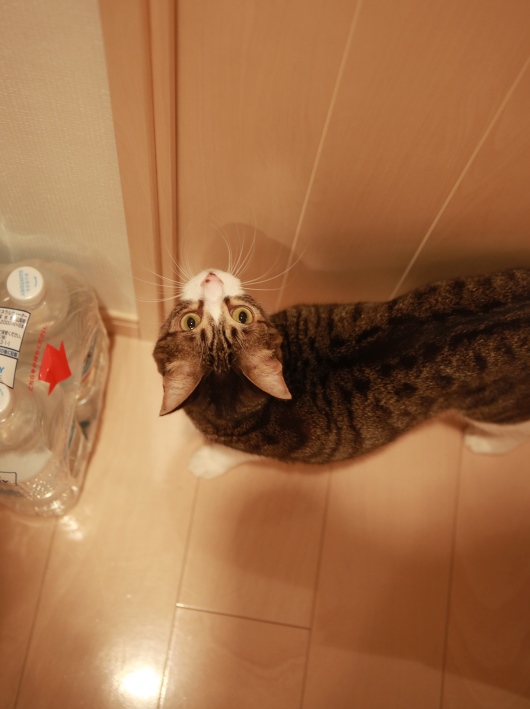 ここに入りたいの。