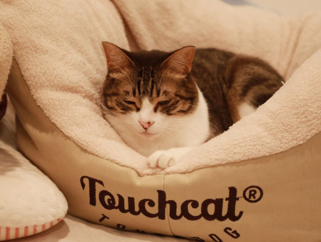 静かならいいよ。 静かならいいよ。