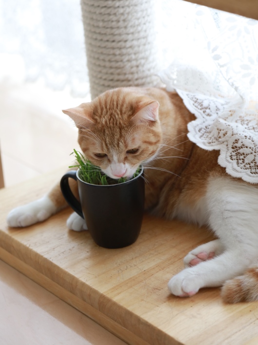 うまー♪ うまー♪