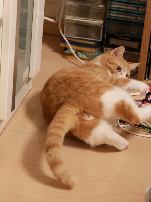 あうっ。 あうっ。