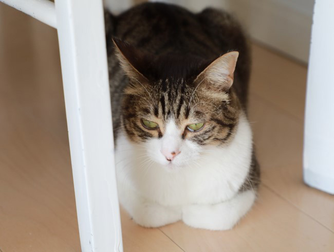 ふーん、隠れ家か。 ふーん、隠れ家か。