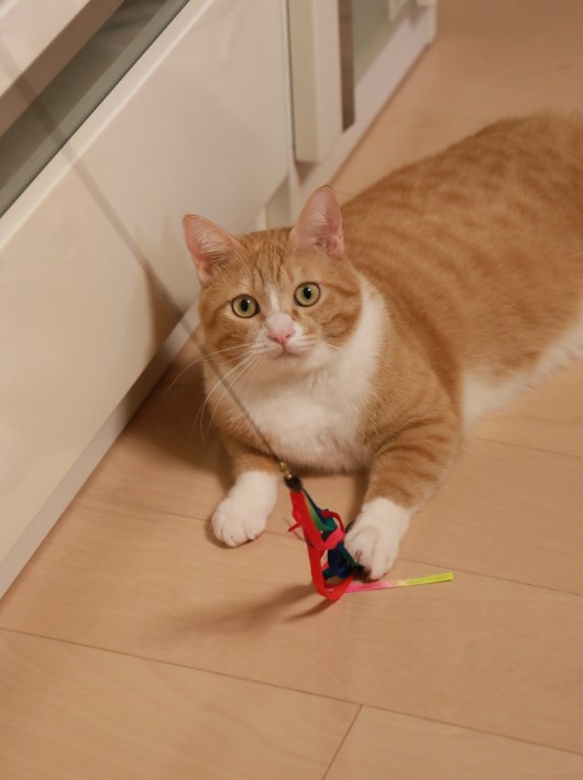 はなしませんよ。 はなしませんよ。