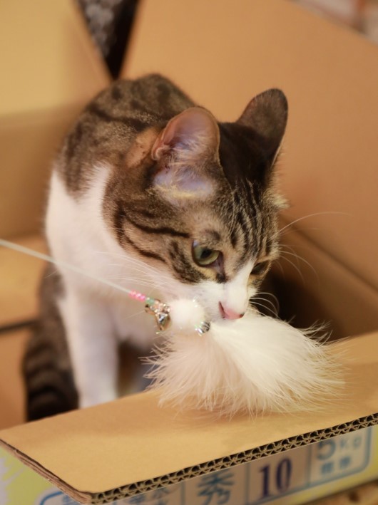 ふーん。 ふーん。