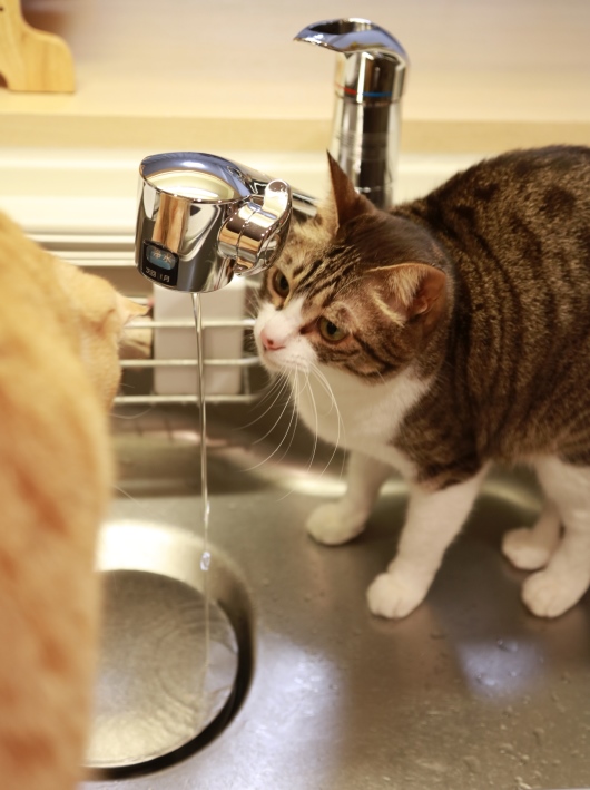 やってみる? やってみる?