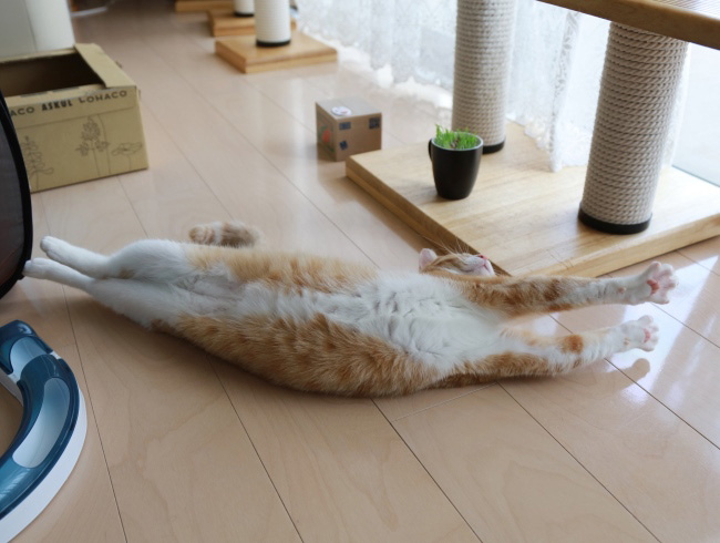 あーあ。 あーあ。