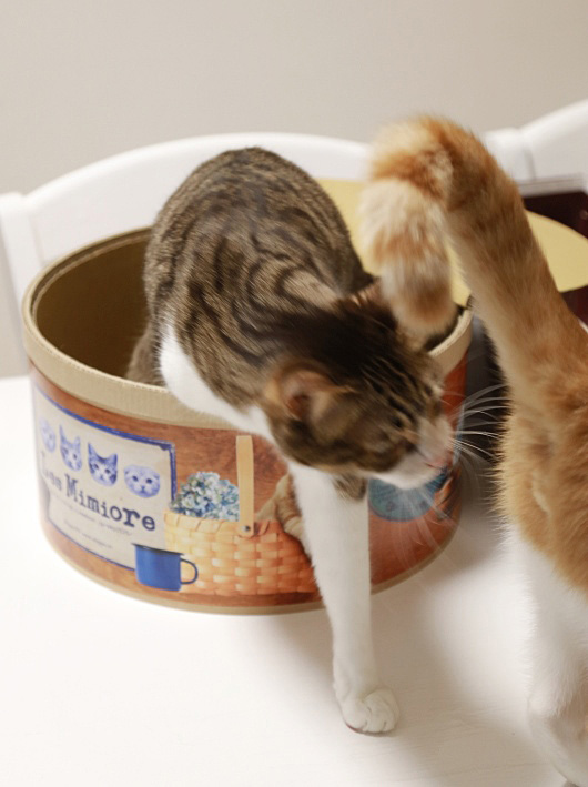 姐さんが見てあげる。