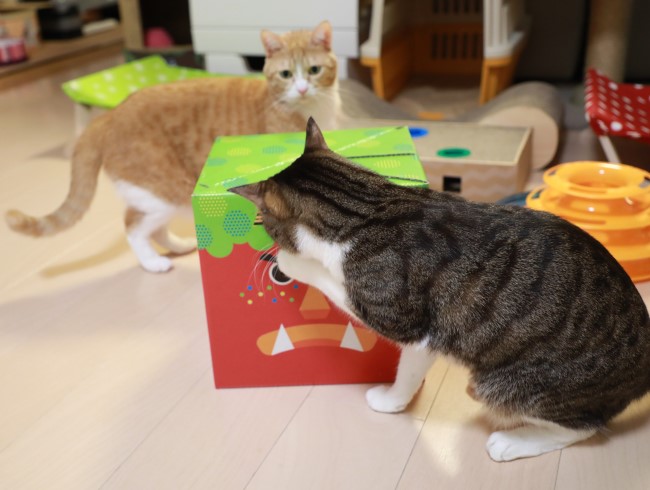 カシカシカシ。 カシカシカシ。