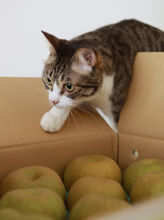 入れないじゃん！