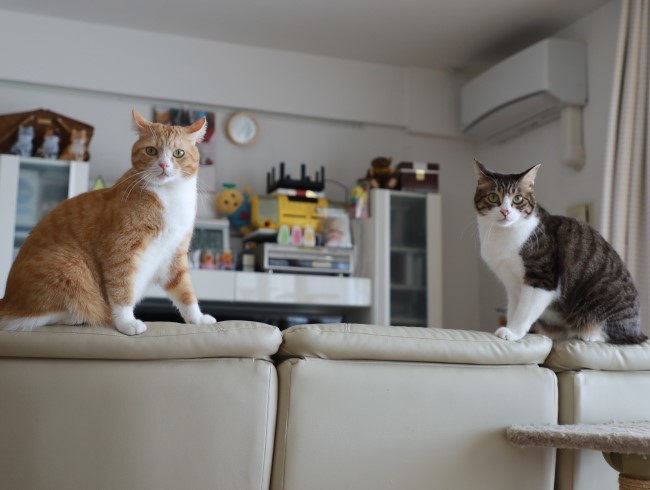 ¤É¤¦¤·¤è¤¦¡© ¤É¤¦¤·¤è¤¦¡©