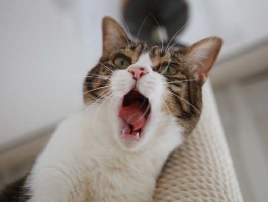 おっはよー。 おっはよー。