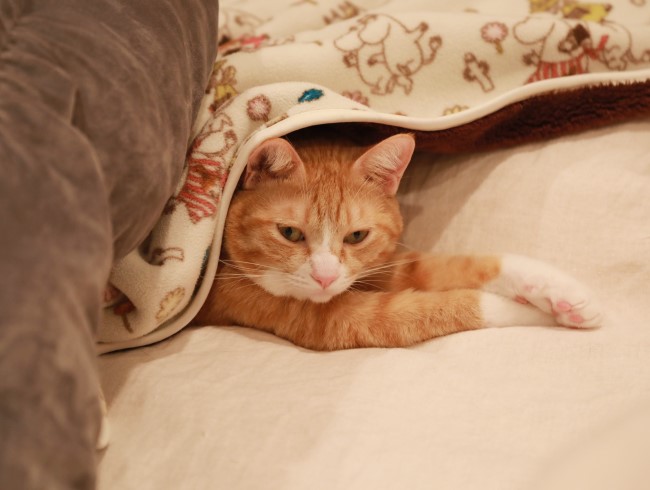 いいこにしてますよぅ。 いいこにしてますよぅ。