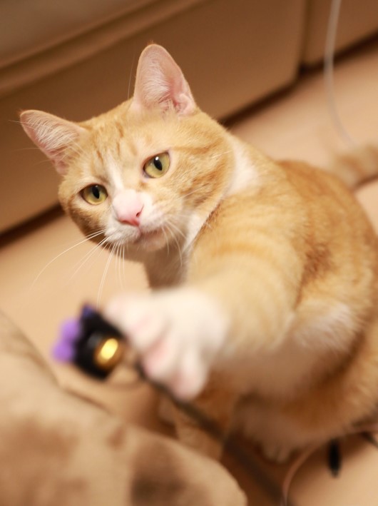 かぶりませんよーだ! かぶりませんよーだ!