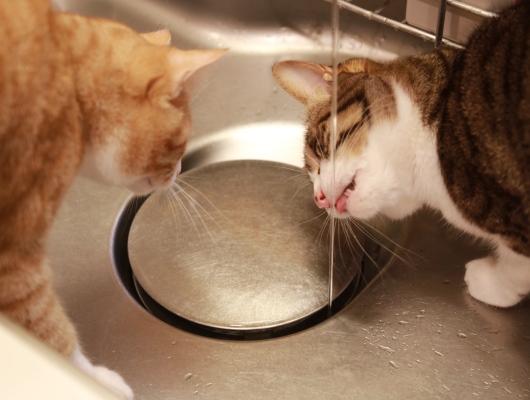 姐さん、かっけー! 姐さん、かっけー!