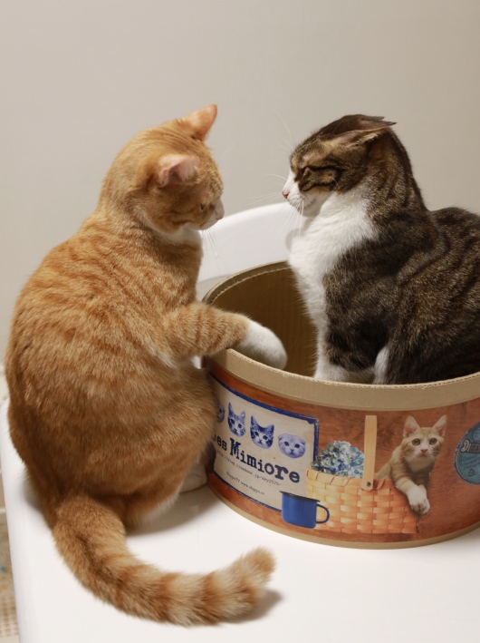 悪いようにはしませんよぅ。