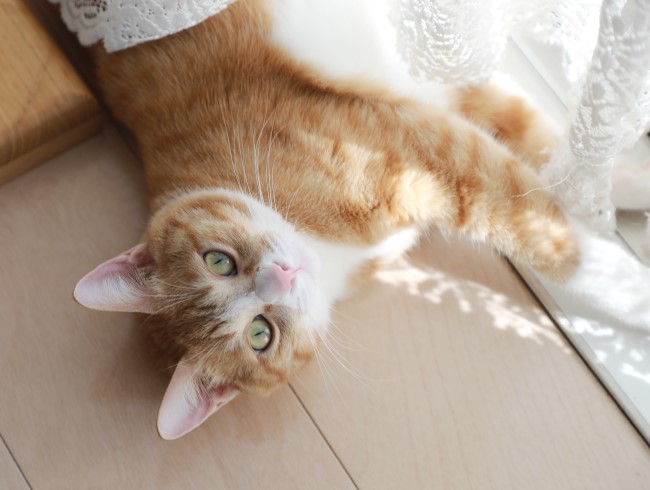 きら~ん☆ きら~ん☆