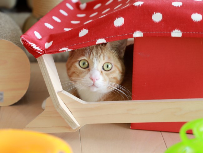 ずっと見てたの？