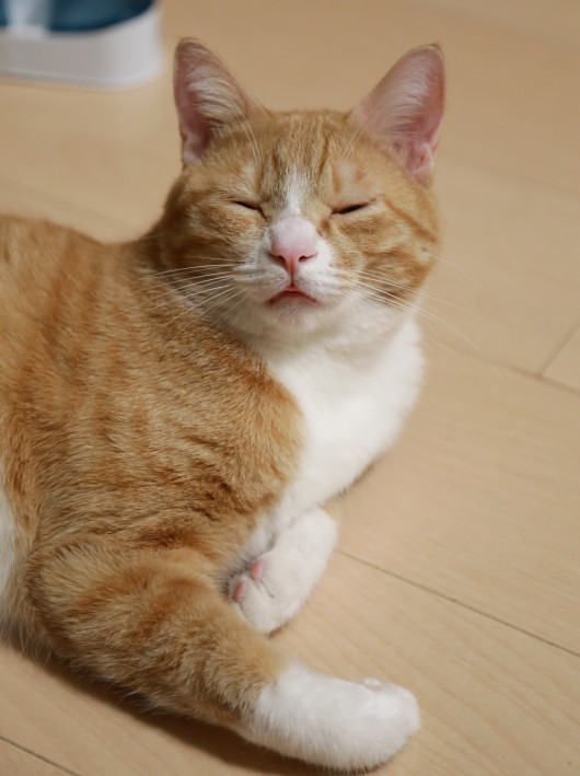 ぼへー。 ぼへー。