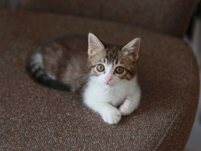 ¤Á¤Ó¥¢¥ß¡£ ¤Á¤Ó¥¢¥ß¡£