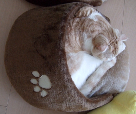 �ݸ