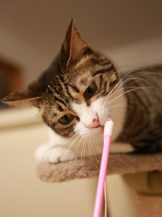 おもちゃ来た♪ おもちゃ来た♪