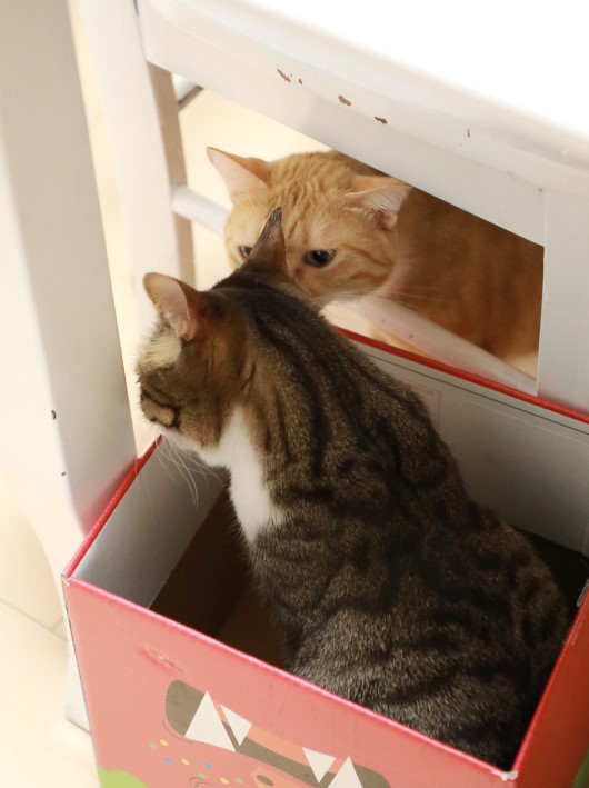 ねーねーねー。