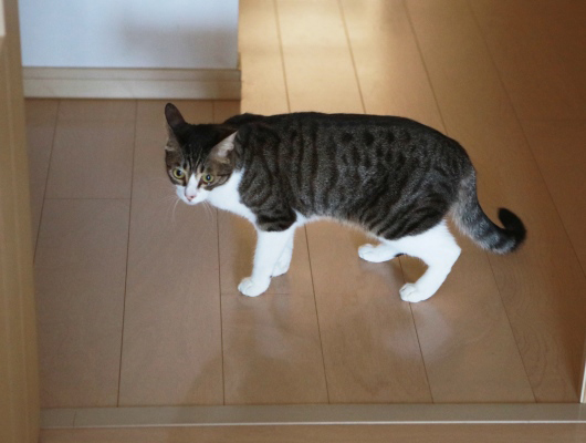 ホントにいない？