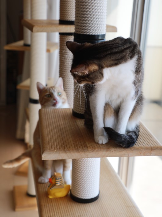 姐さん! 姐さん!