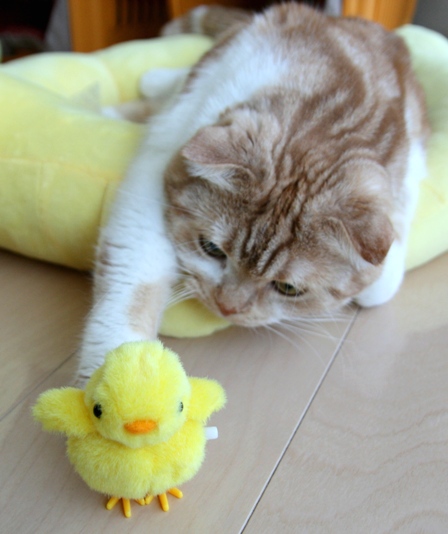 �Ҥ褳��