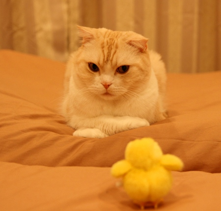 �Ĥޤ��