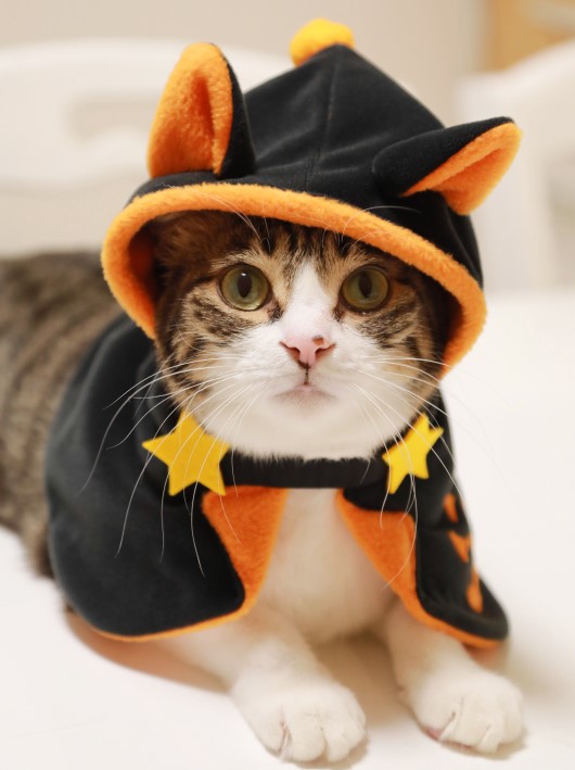 これあったかい♪ これあったかい♪