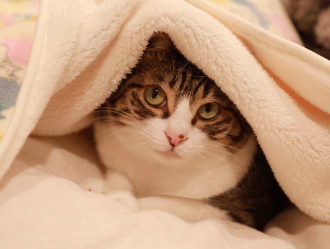 寒いんだもの。