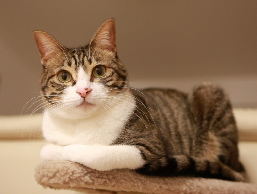 じーーーーっ。 じーーーーっ。