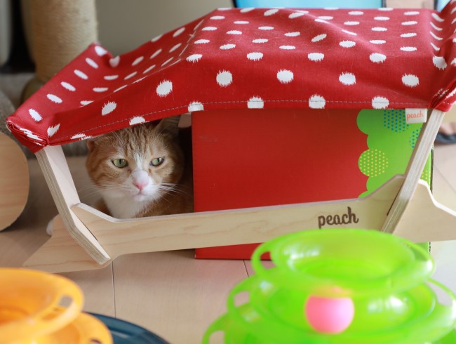 ゴハン食べてこようかな。 ゴハン食べてこようかな。