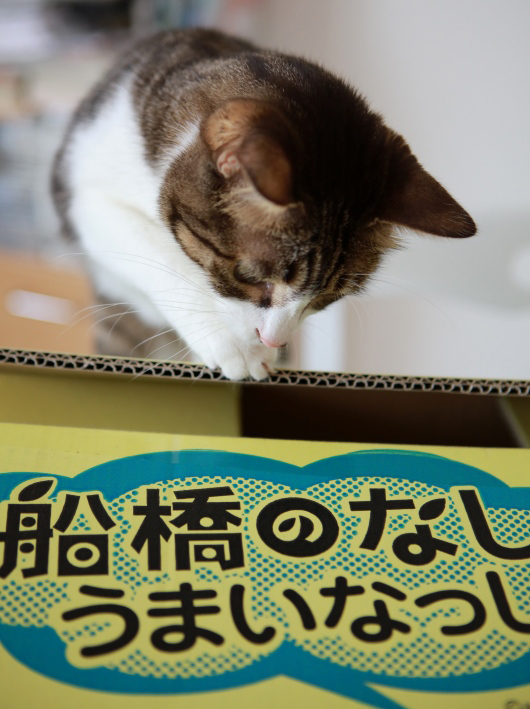 アミ、この箱もらいたい。