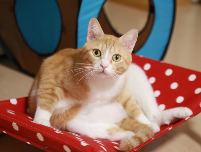 ボクはかぶりませんよ。 ボクはかぶりませんよ。