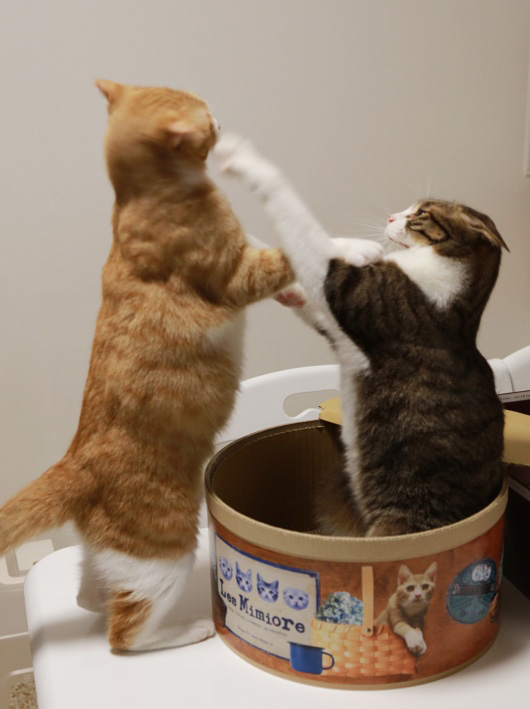 間に合ってるからー！