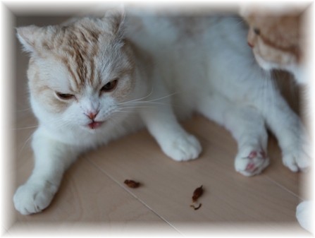 �ޥ����ӥ��ե�����
