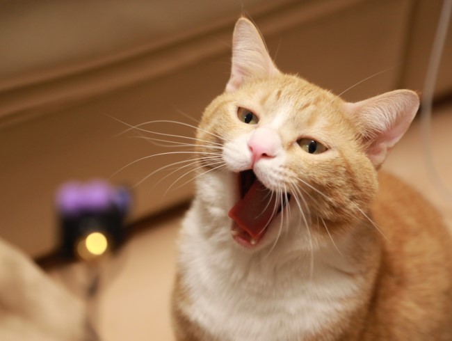 ふわぁ~。 ふわぁ~。