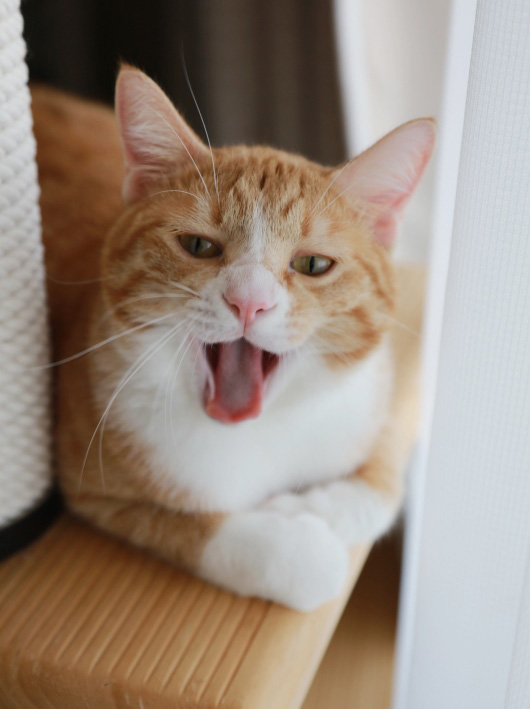 あくびでちゃった。