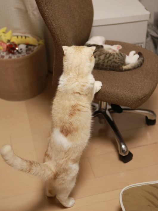 ¿²¤Æ¤ë¡© ¿²¤Æ¤ë¡©